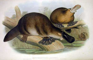 Illustration for article titled What Animal Gets The Most REM Sleep?